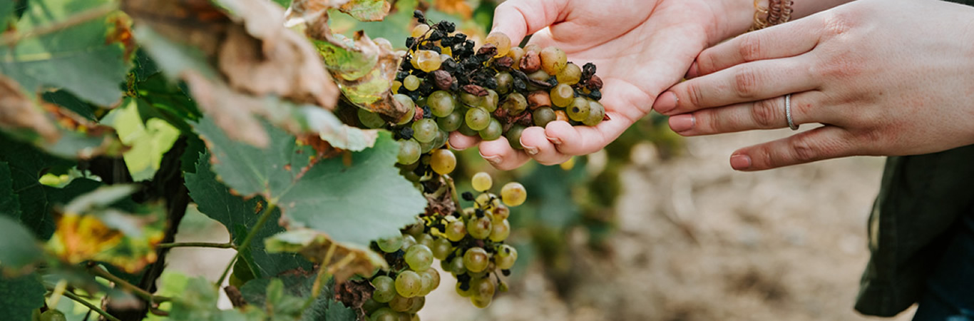 La NASA Ayuda a Detectar las Enfermedades de las Uvas Vinícolas Desde el Cielo