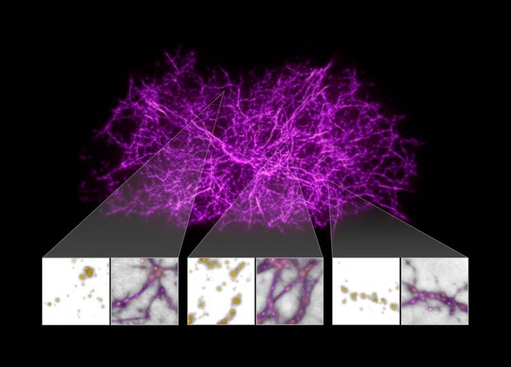 El Moho del Limo Ayuda a Mapear la Materia Oscura que Mantiene Unido el Universo