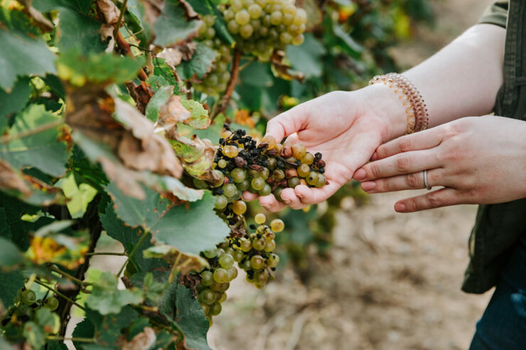 La NASA Ayuda a Detectar las Enfermedades de las Uvas Vinícolas Desde el Cielo